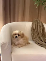 Charlie ♥️, a male Cavapom for sale in Lincoln, CA – 2 of 8