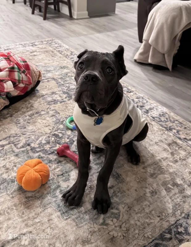 Isis – Cane Corso puppy for sale in Hoschton, GA
