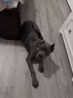 Isis, a female Cane Corso for sale in Hoschton, GA – 2 of 3