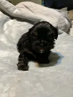 Duke , a male Shih Tzu for sale in Springdale, AR – 2 of 2