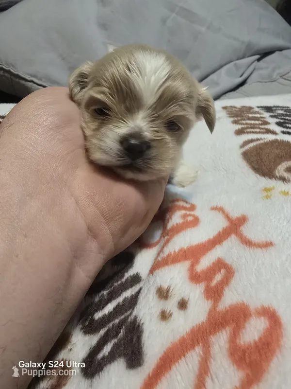 Rusty – Shih Tzu puppy for sale in Springdale, AR