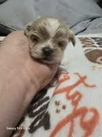 Rusty, a male Shih Tzu for sale in Springdale, AR – 1 of 3