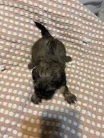 Susie, a female Shih Tzu for sale in Springdale, AR – 2 of 2