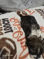 Stuart, a male Shih Tzu for sale in Springdale, AR – 3 of 3