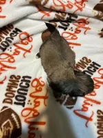 Brody, a male Shih Tzu for sale in Springdale, AR – 2 of 2