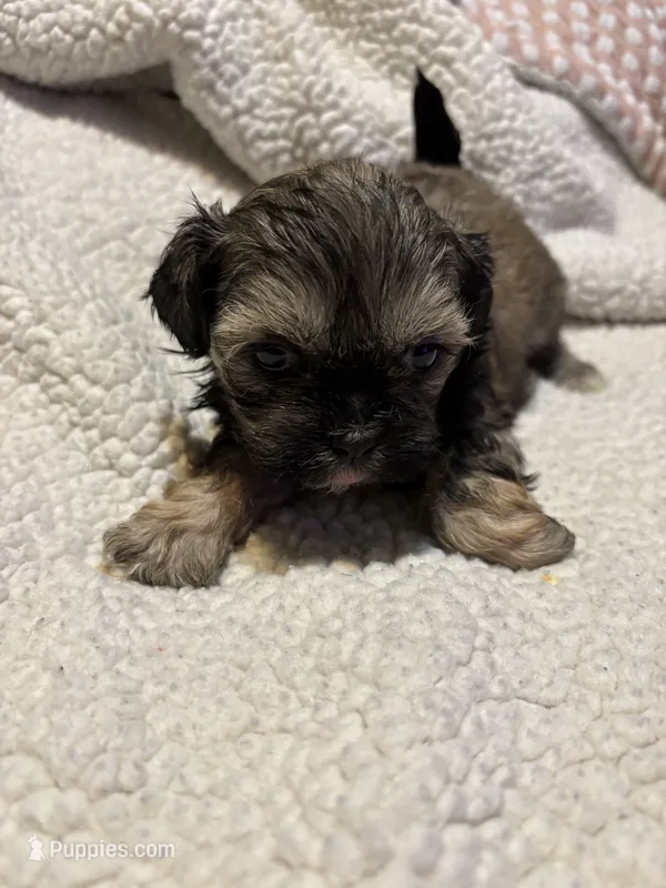 Laura – Shih Tzu puppy for sale in Springdale, AR