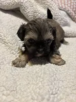 Laura, a female Shih Tzu for sale in Springdale, AR – 1 of 2