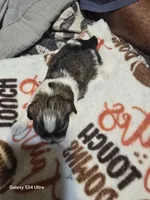 Tony, a male Shih Tzu for sale in Springdale, AR – 3 of 3