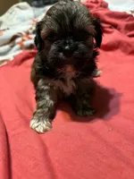 Larry, a male Shih Tzu for sale in Springdale, AR – 2 of 2