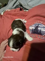 Sue , a female Shih Tzu for sale in Springdale, AR – 2 of 3
