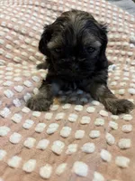 Susie, a female Shih Tzu for sale in Springdale, AR – 1 of 2