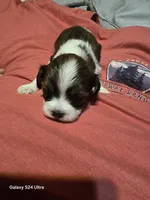 Sue , a female Shih Tzu for sale in Springdale, AR – 3 of 3
