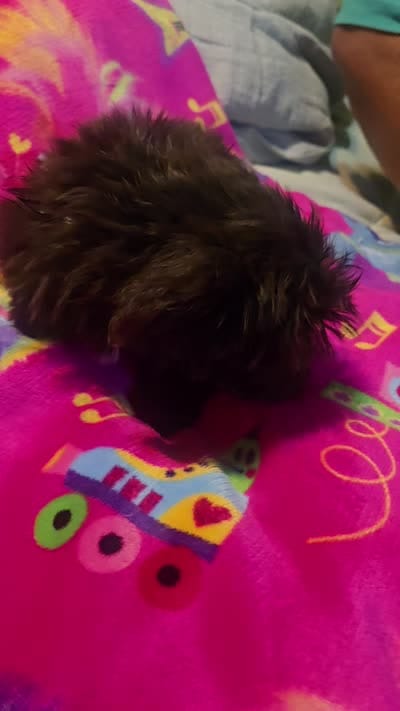 Maxie, a female Yorkshire Terrier for sale in Springdale, AR – 1 of 1