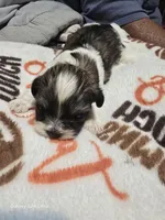 Tony, a male Shih Tzu for sale in Springdale, AR – 1 of 3