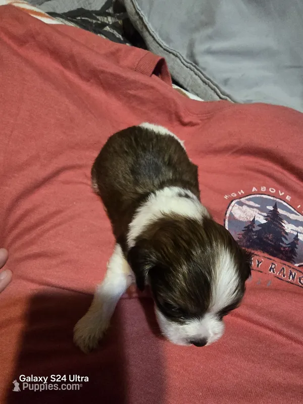 Sue  – Shih Tzu puppy for sale in Springdale, AR