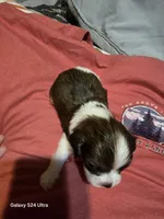 Sue , a female Shih Tzu for sale in Springdale, AR – 1 of 3