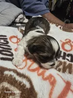 Tony, a male Shih Tzu for sale in Springdale, AR – 2 of 3