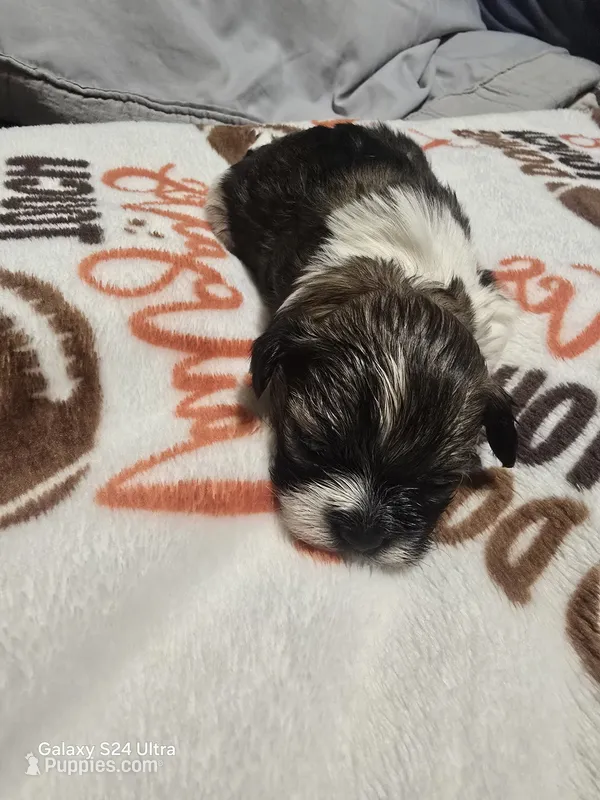 Stuart – Shih Tzu puppy for sale in Springdale, AR
