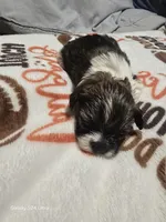 Stuart, a male Shih Tzu for sale in Springdale, AR – 1 of 3
