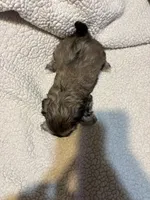 Laura, a female Shih Tzu for sale in Springdale, AR – 2 of 2