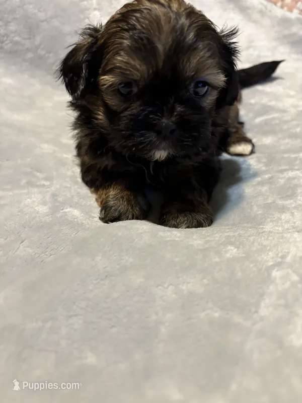 Judy – Shih Tzu puppy for sale in Springdale, AR