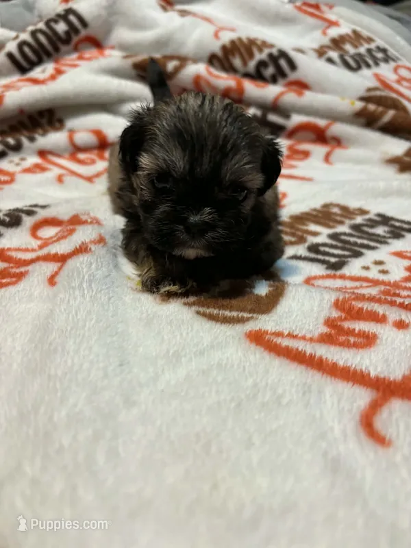 Brody – Shih Tzu puppy for sale in Springdale, AR