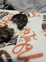 Stuart, a male Shih Tzu for sale in Springdale, AR – 2 of 3