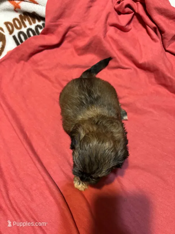 Larry – Shih Tzu puppy for sale in Springdale, AR