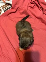 Larry, a male Shih Tzu for sale in Springdale, AR – 1 of 2