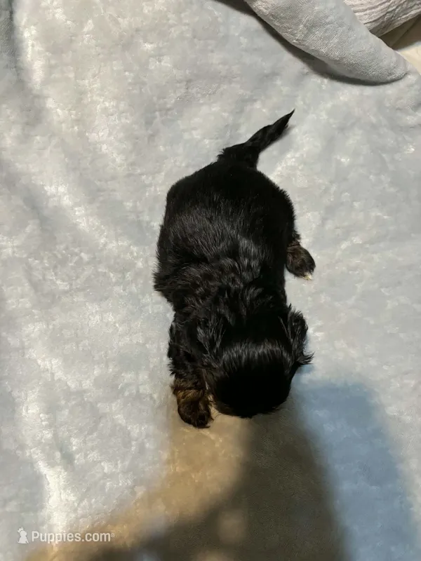 Duke  – Shih Tzu puppy for sale in Springdale, AR