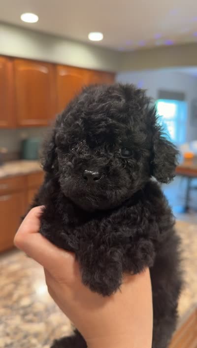 Grace , a female Poodle - Toy  for sale in Orlando, FL – 3 of 4