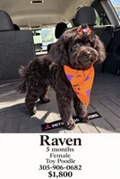 Raven , a female Poodle - Toy  for sale in Lake Alfred, FL – 2 of 3