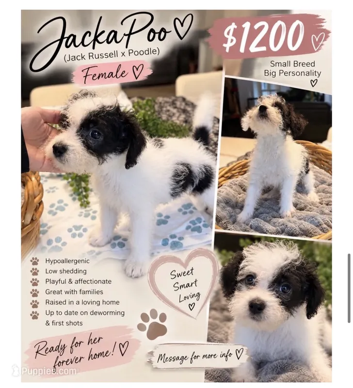 Jackapoo – Jack Russell Terrier, Poodle - Toy  puppy for sale in Lake Alfred, FL