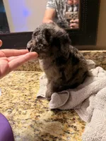 Starlight tiny , a female Poodle - Toy  for sale in Orlando, FL – 2 of 5