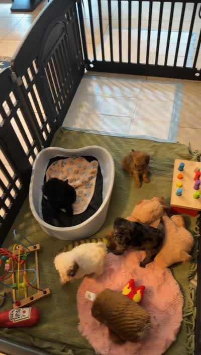 Starlight tiny , a female Poodle - Toy  for sale in Orlando, FL – 5 of 5