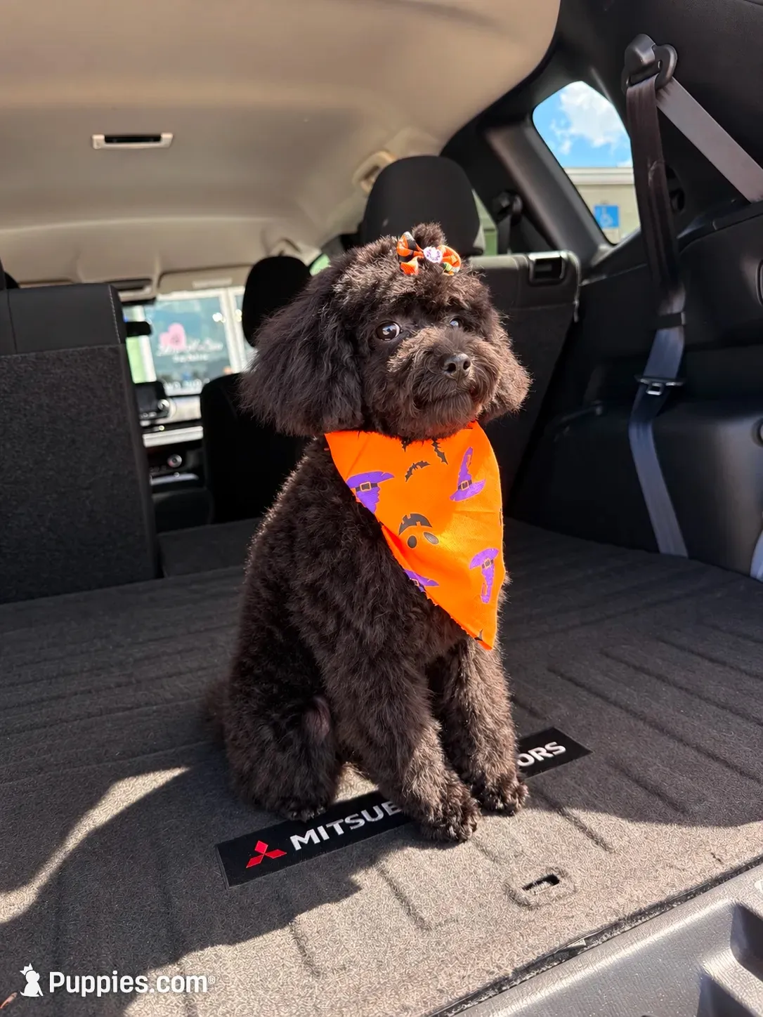 Raven , a female Poodle - Toy  for sale in Lake Alfred, FL – 1 of 3