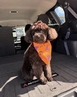 Raven , a female Poodle - Toy  for sale in Lake Alfred, FL – 3 of 3