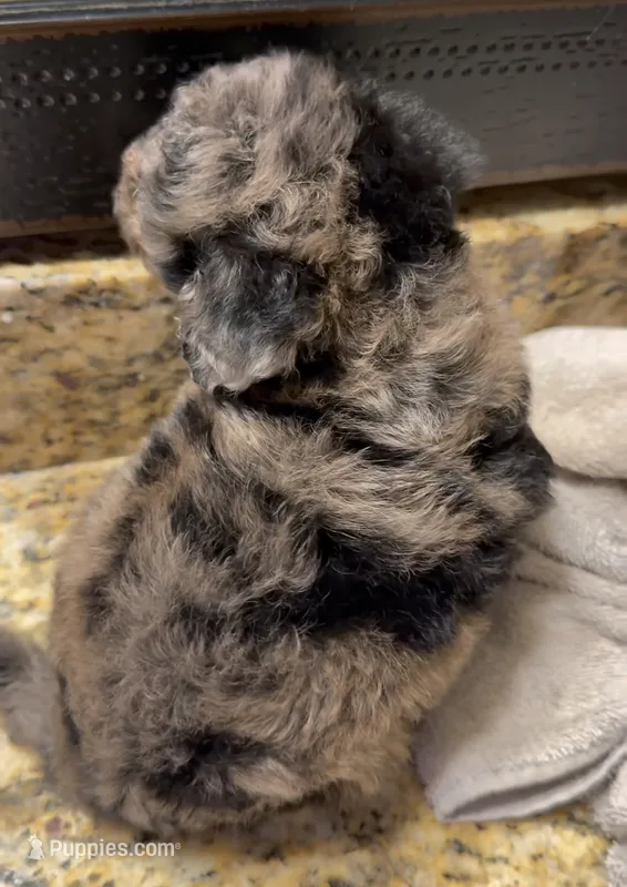 Starlight tiny  – Poodle - Toy  puppy for sale in Orlando, FL