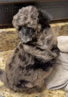 Starlight tiny , a female Poodle - Toy  for sale in Orlando, FL – 1 of 5
