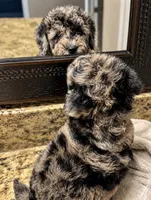 Starlight tiny , a female Poodle - Toy  for sale in Orlando, FL – 4 of 5