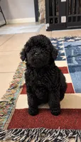 Grace , a female Poodle - Toy  for sale in Orlando, FL – 1 of 4