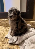 Starlight tiny , a female Poodle - Toy  for sale in Orlando, FL – 3 of 5
