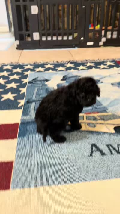 Grace , a female Poodle - Toy  for sale in Orlando, FL – 2 of 4