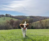 Woody, a male Poodle - Standard  for sale in Crittenden, KY – Photo 1 of 2