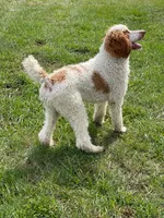 Woody, a male Poodle - Standard  for sale in Crittenden, KY – Photo 2 of 2