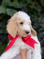 Red Rudy, a male Goldendoodle and Poodle - Standard  for sale in Crittenden, KY – Photo 2 of 3