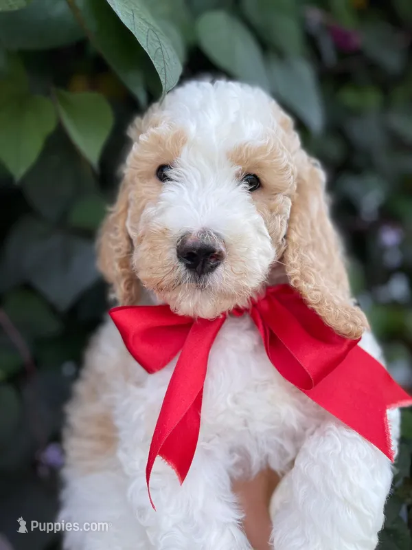 Red Rudy, a male Goldendoodle and Poodle - Standard  for sale in Crittenden, KY – Photo 1 of 3