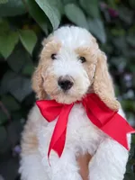 Red Rudy, a male Goldendoodle and Poodle - Standard  for sale in Crittenden, KY – Photo 1 of 3