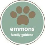 Red Rudy, a male Goldendoodle and Poodle - Standard  for sale in Crittenden, KY – Photo 3 of 3