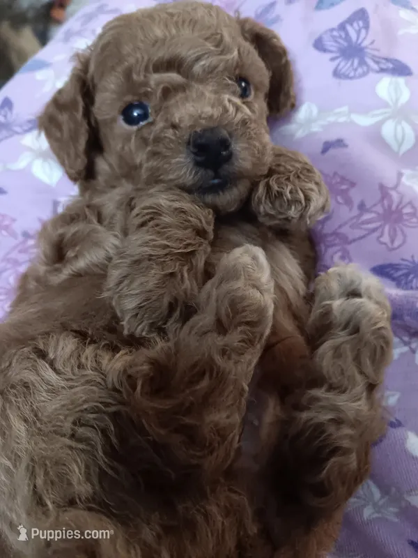 Sporty – Poodle - Toy  puppy for sale in Waterloo, IA
